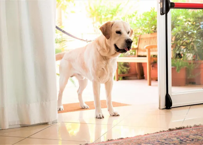 아파트호텔 Fellini 3*